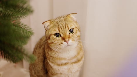 ginger scottish fold cat near christmas tree