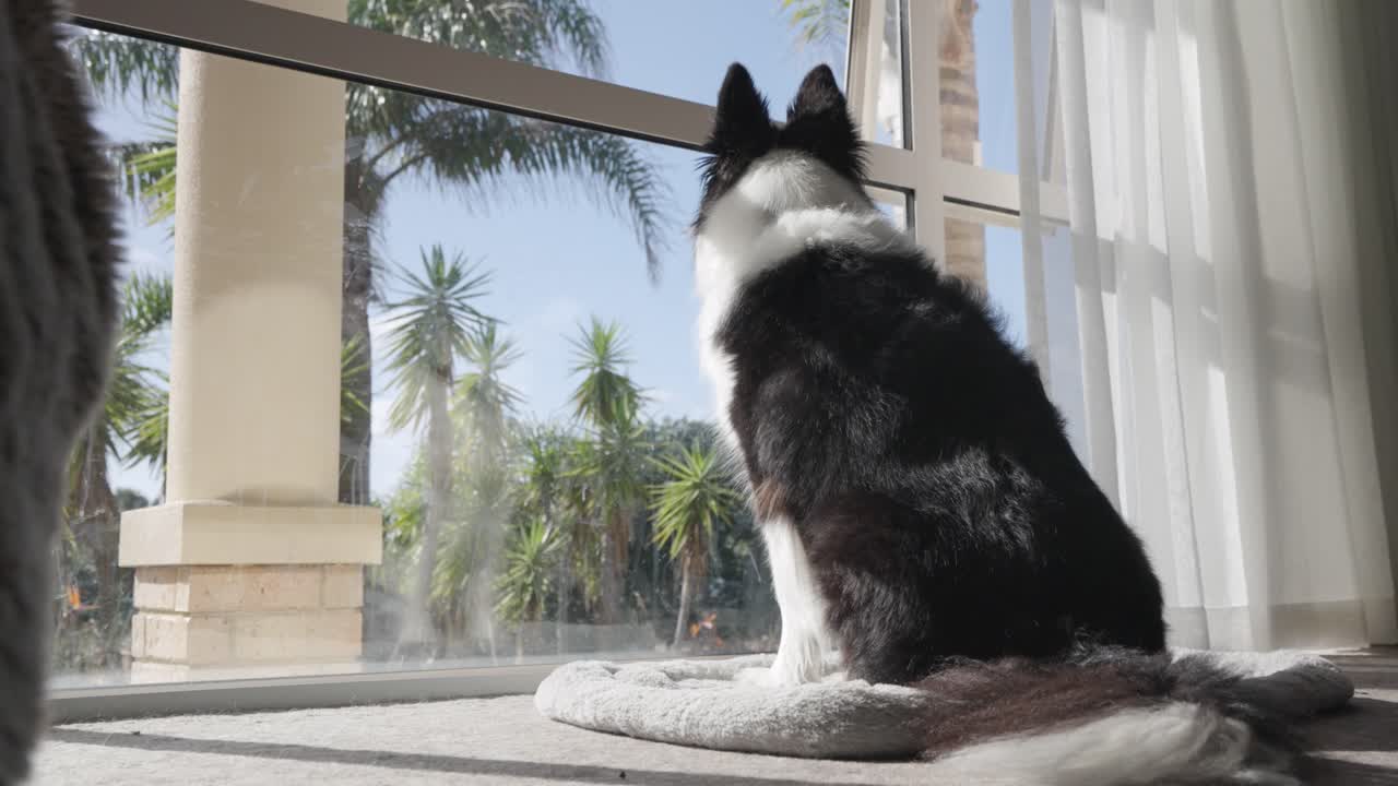 Footage of a cute black and white Border Collie dog sitting on a dog bed inside house, gazing out of the window. Captures peaceful moments and canine curiosity.