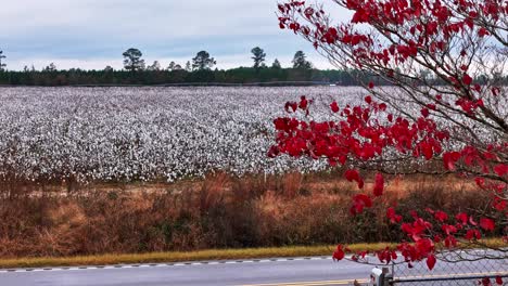 drone fly-over of a large cotton field in columbia, south carolina during the fall season.