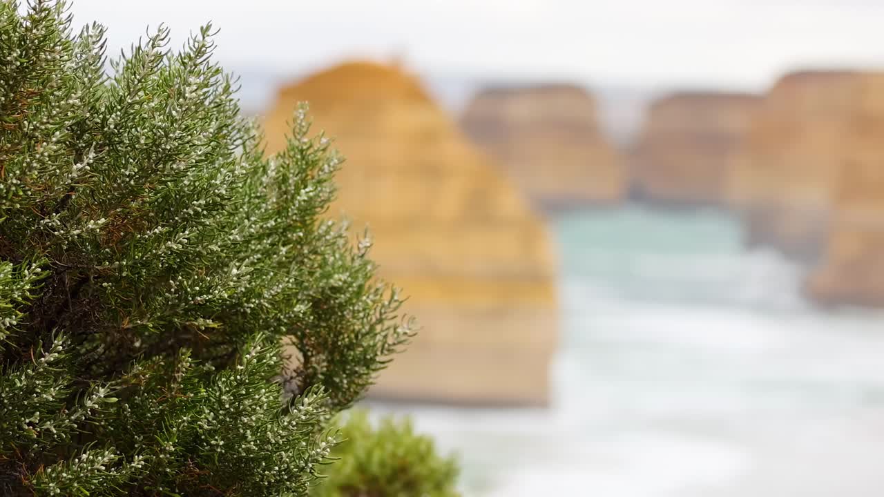 Close-up of vibrant green foliage with blurred limestone formations and ocean in the background.