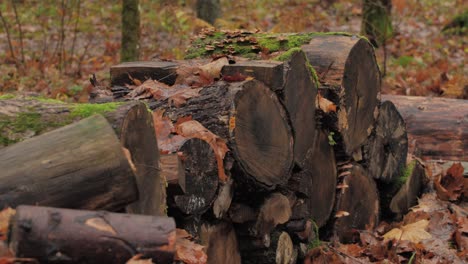 Wet firewood piled up in a pile