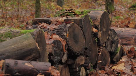 wet firewood piled up in a pile