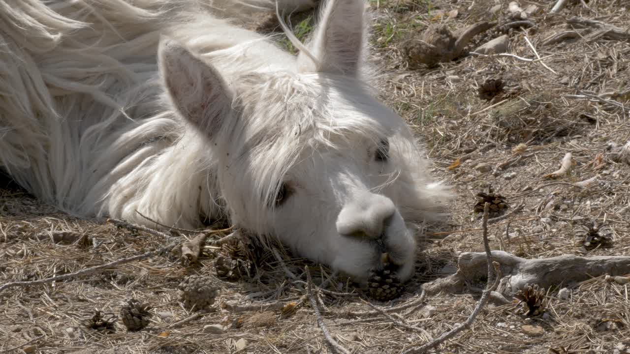 농장에서 태양을 즐기는 지친 알파카 - 중간 정적 샷