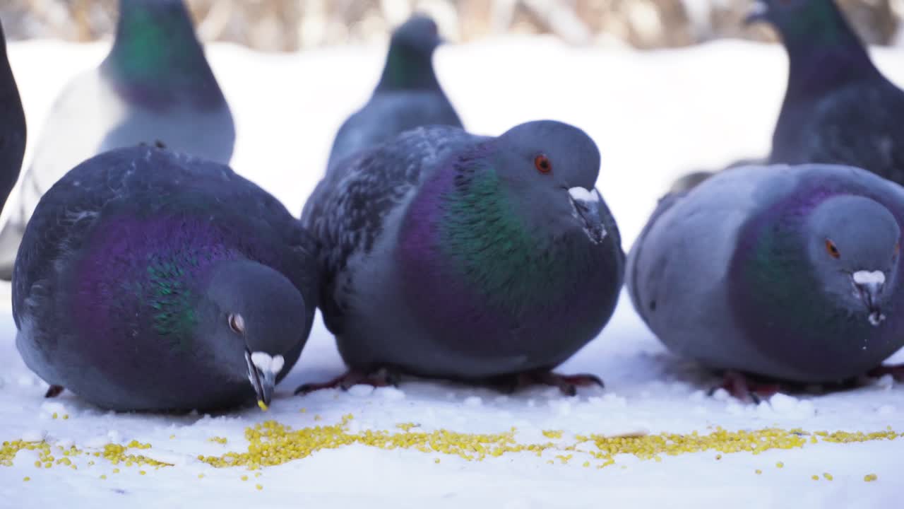 눈 속에서 먹이를 먹는 비둘기