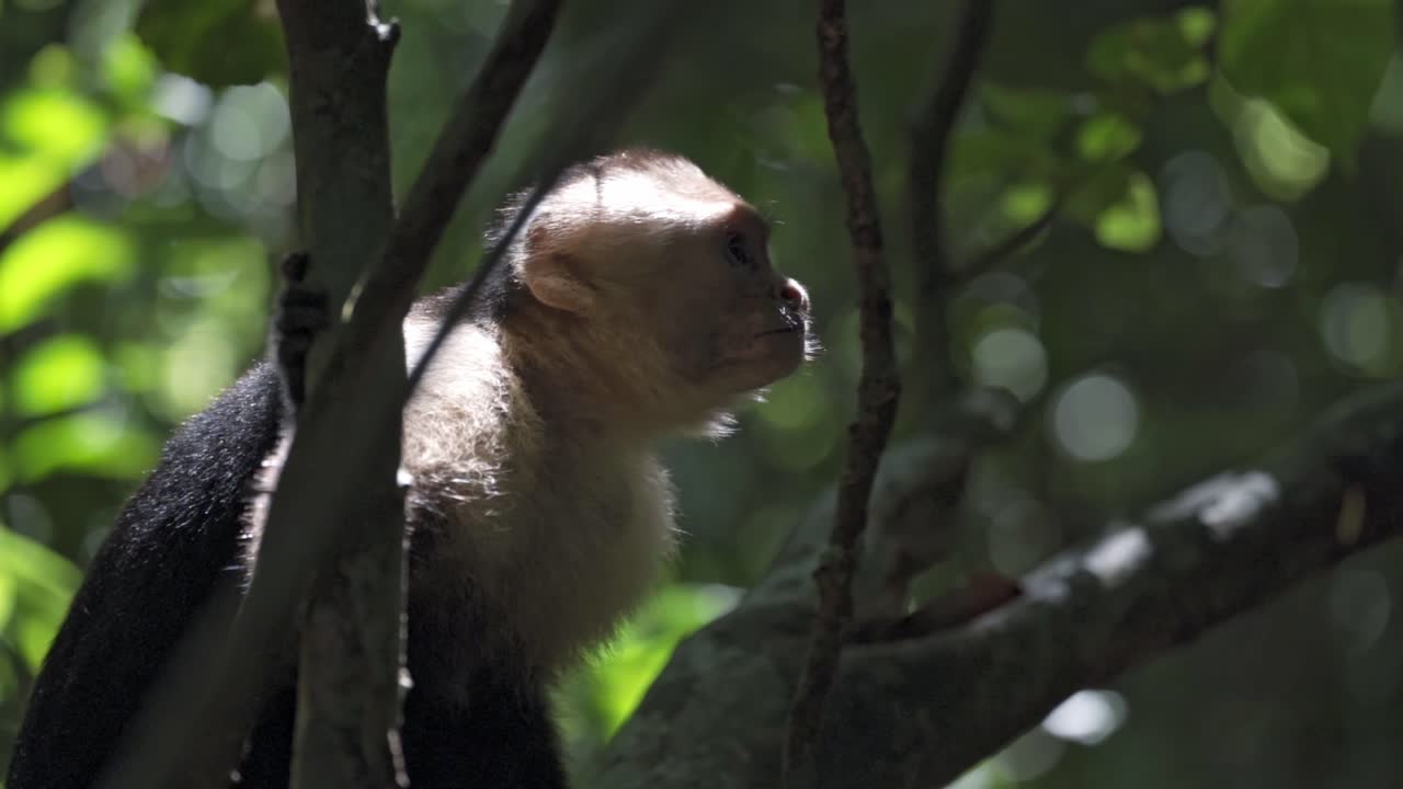A curious white-faced capuchin monkey lounges peacefully on a tree branch deep within Manuel Antonio National Park, Costa Rica