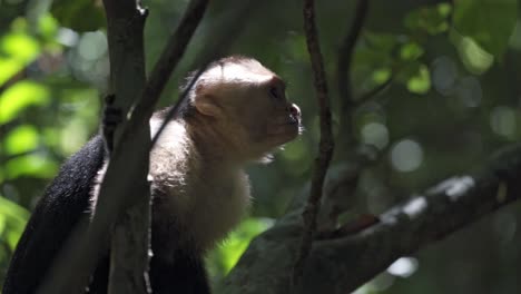 a curious white-faced capuchin monkey lounges peacefully on a tree branch deep within manuel antonio national park, costa rica