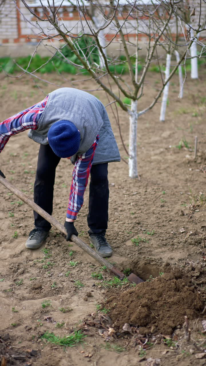 Senior farmer works in spring garden. Man is digging the ground to make a pit for the new tree. Vertical video.