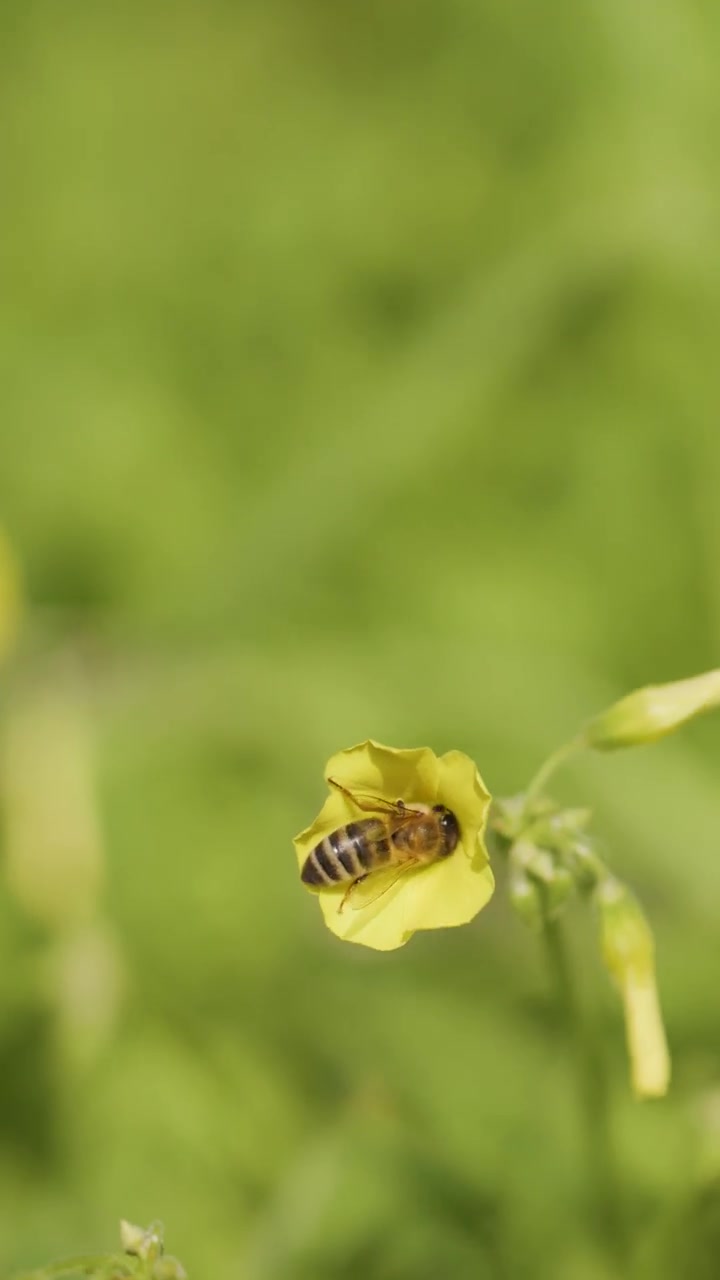 Honey bee collects nectar and pollen from yellow flower, macro shot, natural daylight, shallow focus