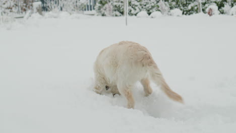 golden retriever puppy saw snow for the first time, having fun in the backyard of the house, immersing his face in the snow