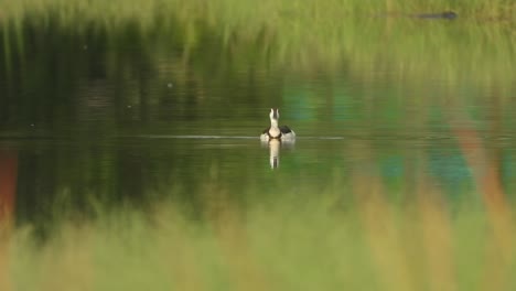 WHistling-duck-relaxing-on-pond-