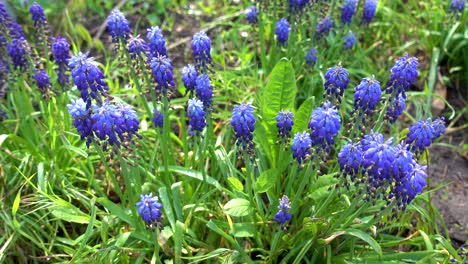 beautiful blossoming blue and purple flowers called muskari, grape hyacinth or bluebells in the garden in spring. wildflower in the forest swaying in the light wind.