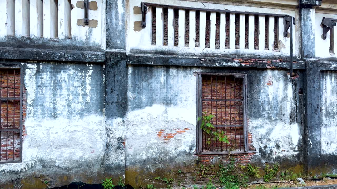 A slow pan reveals an old brick wall entwined with tree roots, set in a lush, overgrown environment
