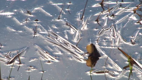 Ein-Borealer-Chorfrosch-Ruft-Aus-Einem-Teich-Im-Yellowstone-Nationalpark