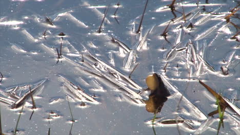 a boreal chorus frog calls out from a pond in yellowstone national park