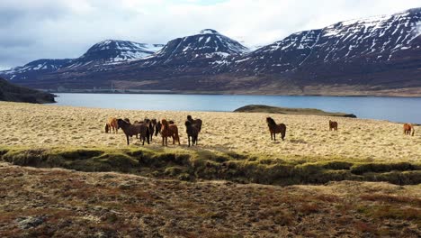 herd of icelandic horses grazing in a field with a backdrop of snowy mountains and a calm lake under a cloudy sky