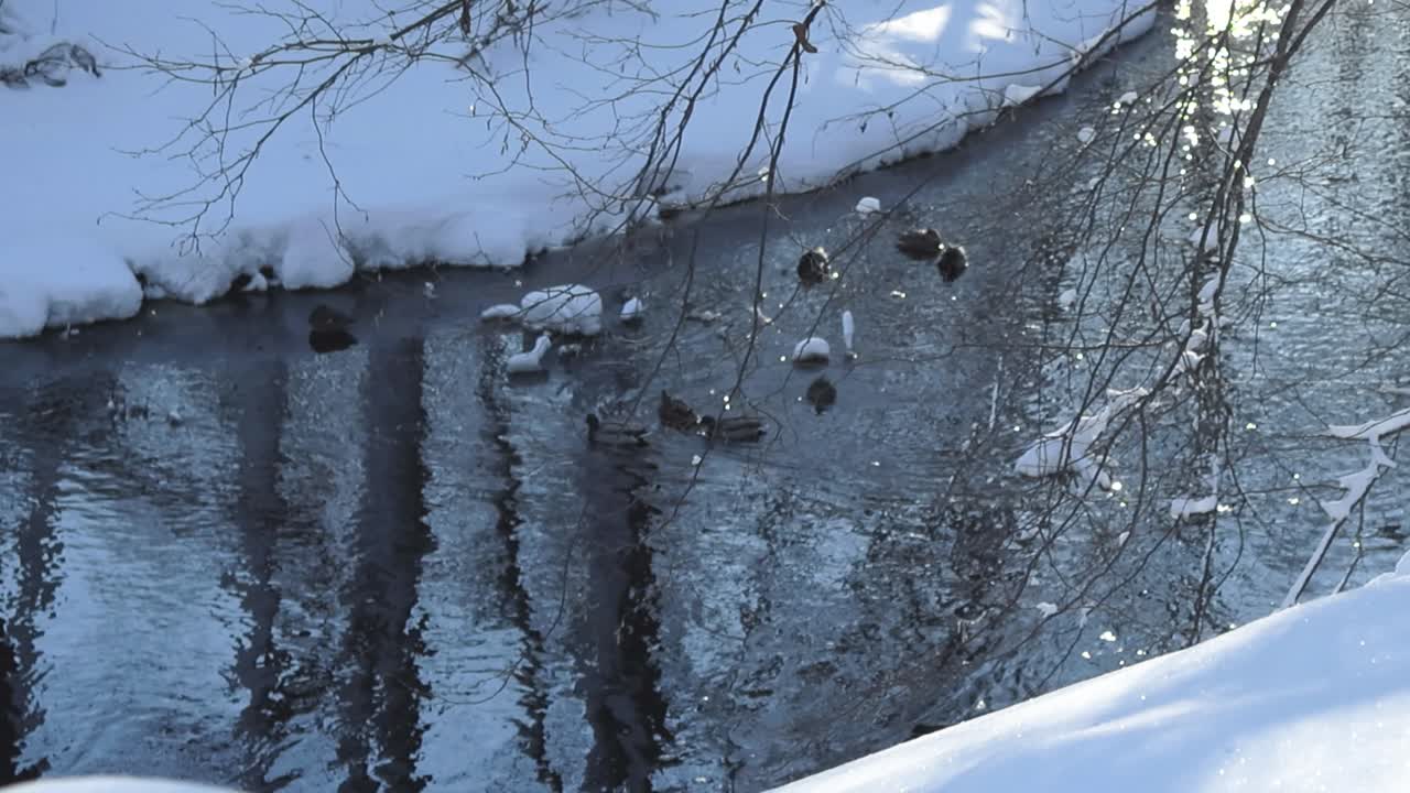 Mallard ducks swimming in cold dark blue and brown river during winter sunny day. River is in white snowy nature with fluffy snow. The birds are creating waves and ripples, sun reflecting on the water