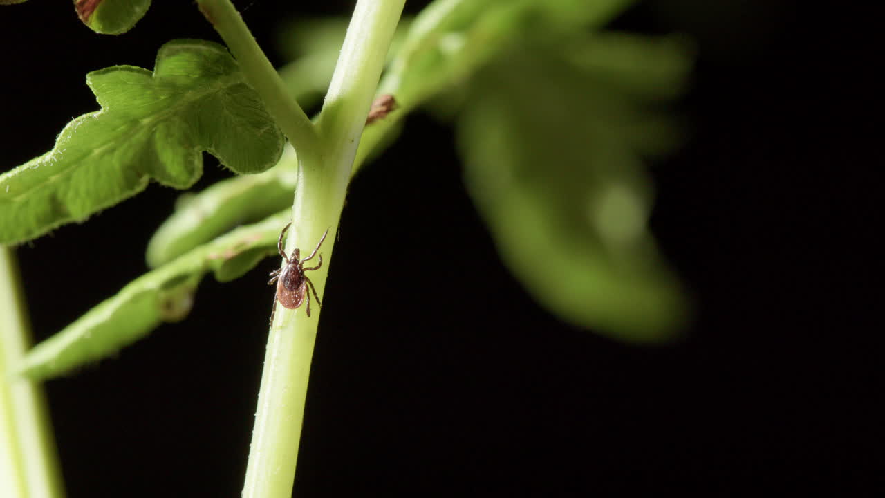 Parasitic hard tick walks up stem of green bracken fern, static closeup