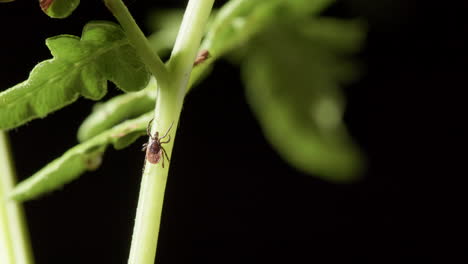 parasitic hard tick walks up stem of green bracken fern, static closeup