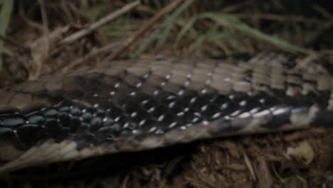 false water cobra hooding on grass close up macro