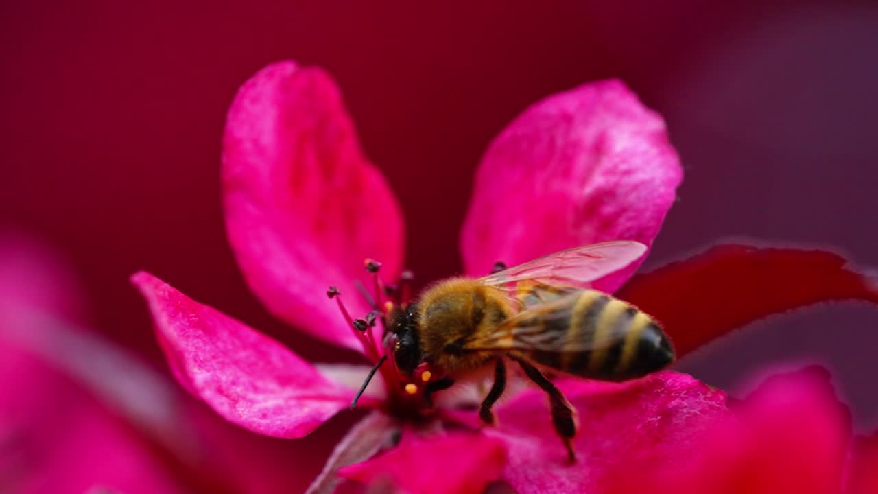 Bee collecting nectar from pink apple tree blossom in a vibrant spring garden