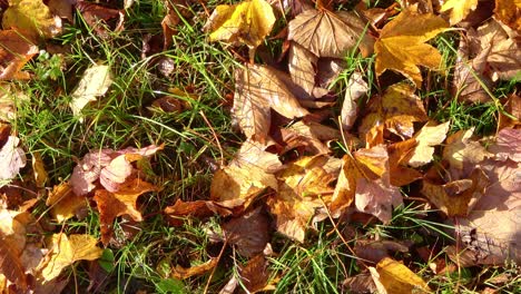 hermosas hojas de colores de otoño moviéndose en el viento en una rama de árbol