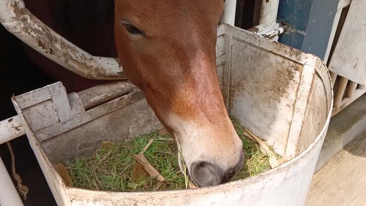 Ein Pferd in seinem Stall frisst Gras in einem Tierschutzzentrum, Fokus auf das Maul