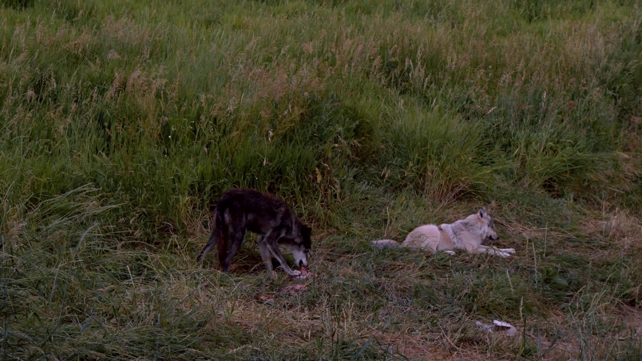 A grey wolf named Koa.