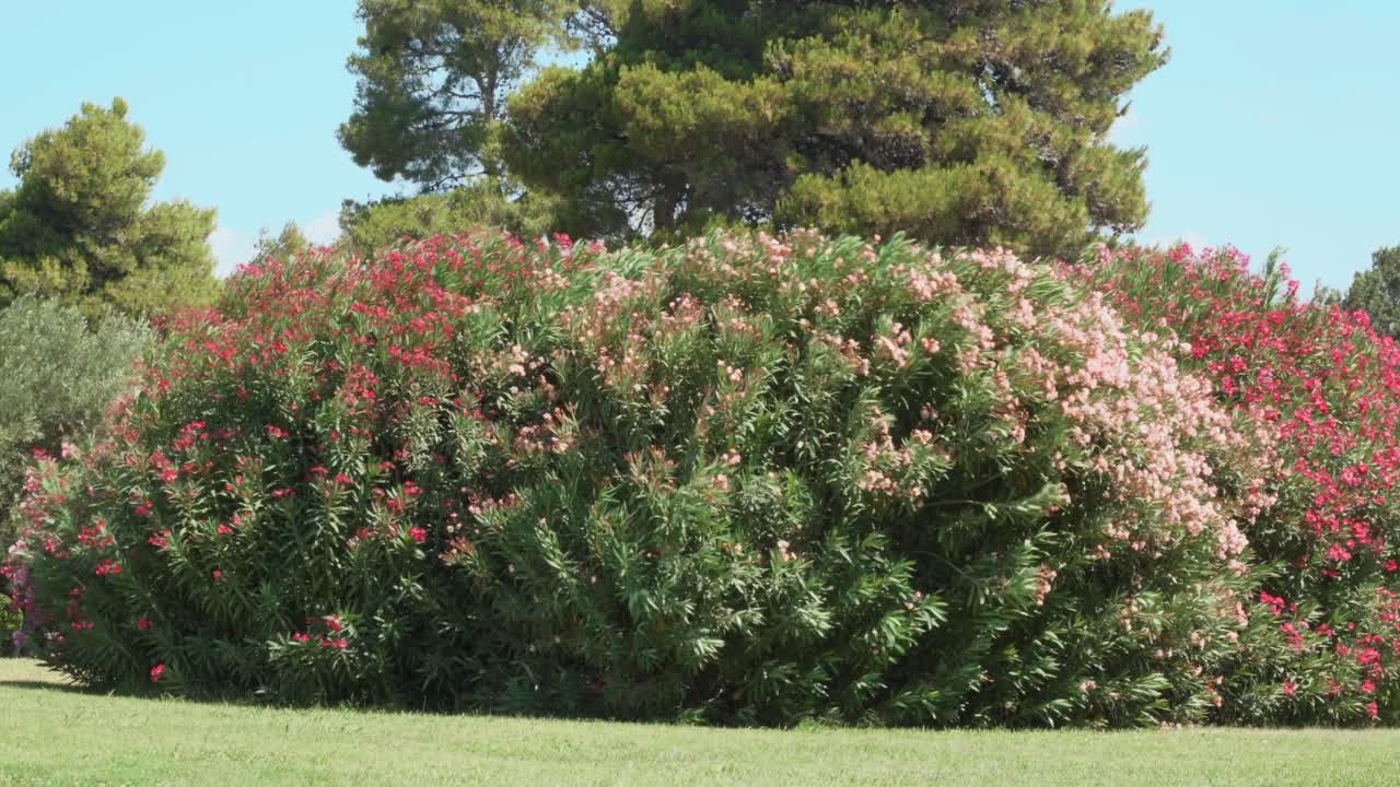 grandes arbustos verdes llenos de flores rojas y rosas, se mueven impetuosamente debido al viento muy fuerte durante el día