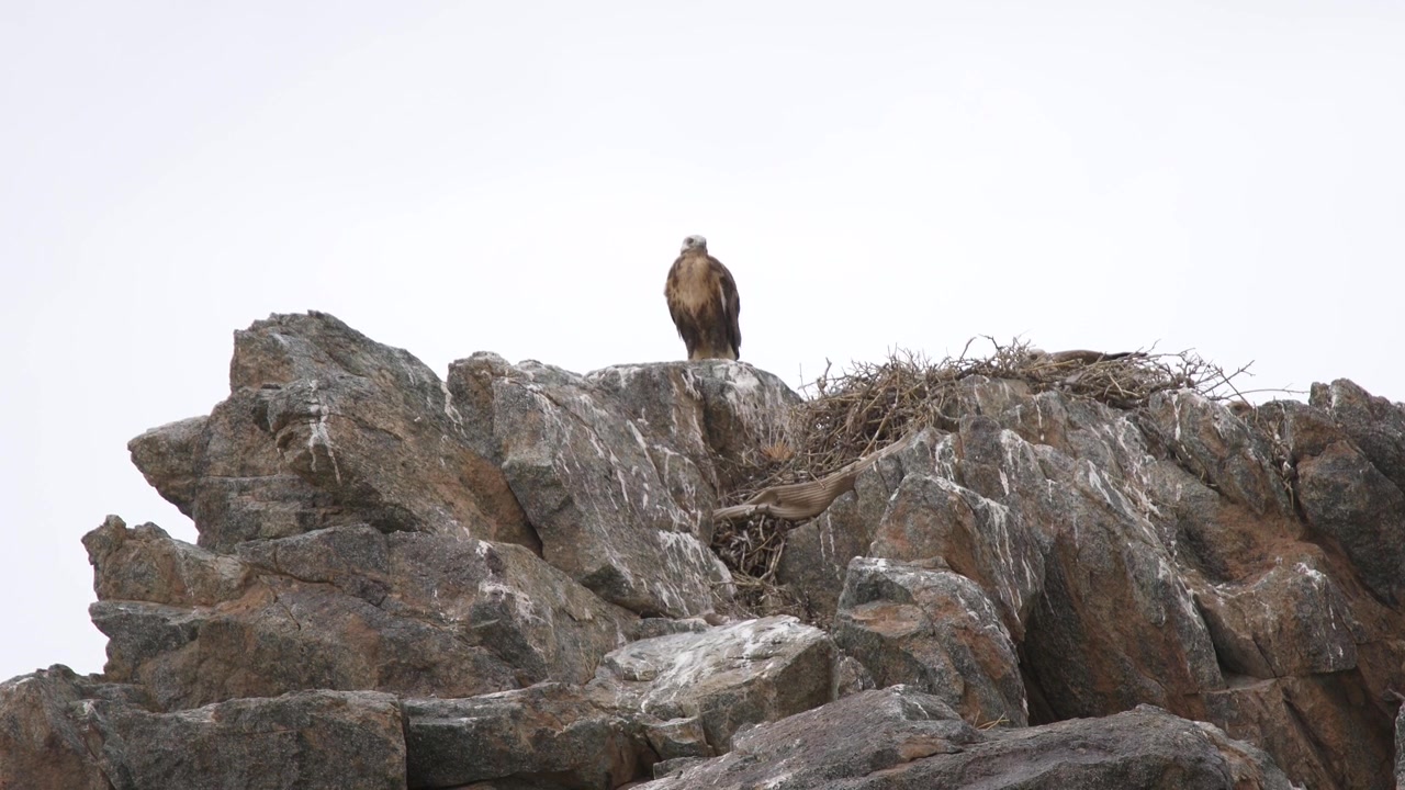Giovane Aquila Appollaiata su un Nido su Scogliera Rocciosa