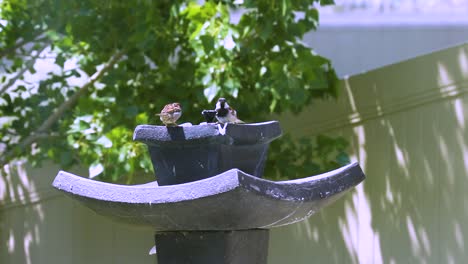 Ein-Paar-Haussperlinge-Fliegt-Zu-Einem-Vogelbad-Im-Hinterhof,-Trinkt-Und-Fliegt-Dann-Davon