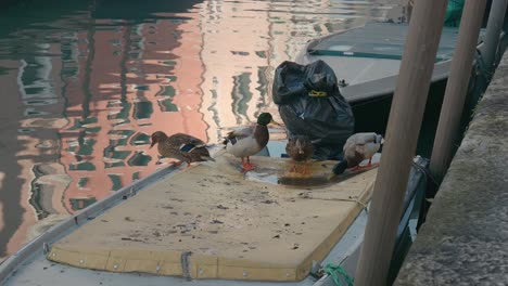 Mallards-on-Venetian-dock-with-city-reflections,-Italy