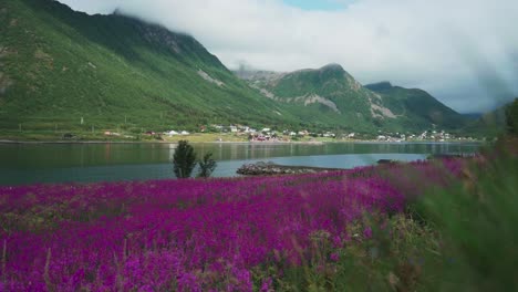 Una-Escena-Con-Flores,-Follaje-Y-Agua-En-Medby,-Senja,-Noruega---Toma-Amplia