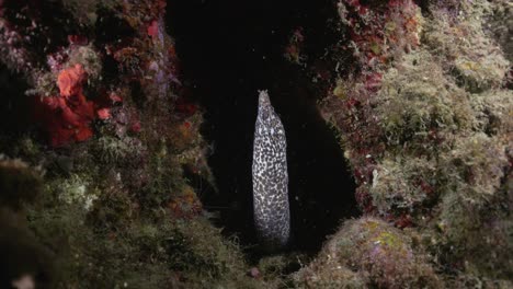 a nice spotted moray eel coming out of its den to check the camera