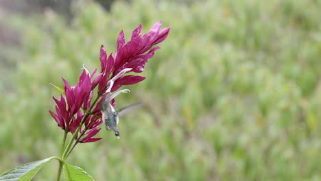 Purple-throated-Mountain-gem