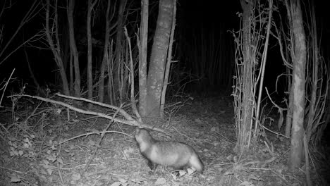 common raccoon dog (nyctereutes procyonoides) stops in front of the camera and then moves on. saaremaa, estonia.