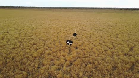 Aerial-View-of-two-male-ostriches-walking-through-Okavango-Delta-wetlands