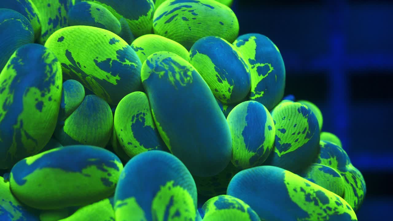 Macro shot of Cat’s Eye Plerogyra coral under actinic lighting, showing green-blue bubble-like polyps swaying in a reef aquarium.