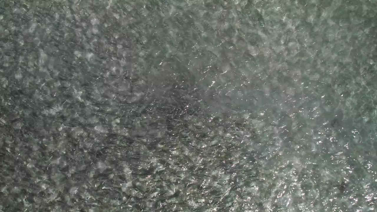 gran escuela de peces de hueso moviéndose juntos bajo el agua en un patrón de remolino, vista aérea