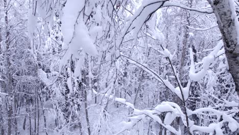 aerial-drone-shot-raising-down-snow-covered-alder-trees-in-a-fairy-tale-forest-in-Grindelwald,-Switzerland