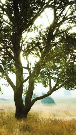 Lone Tree in a Golden Field