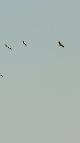 group of flying storks in the sky