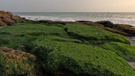 explore tiny marine algae, essential for the marine environment and a crucial food source for diverse marine organisms