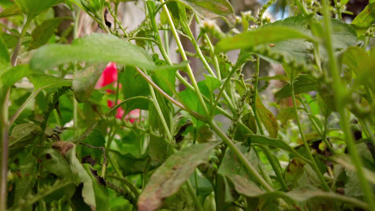 Zoom out revealing layered green plants in foreground with white building wall and palm trees softly lit in the background