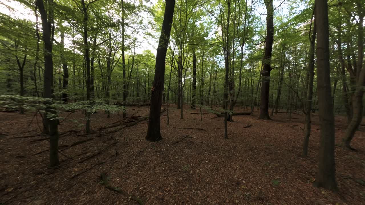 Dense wild forest in a remote area, drone FPV fly