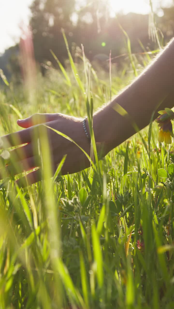 Hands Of A Man Touching The Grass Under The Summer Sun