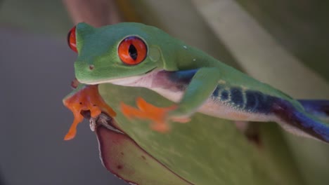 Close-up-of-a-red-eyed-tree-frog-walking-over-a-leaf-in-the-rainforest-1