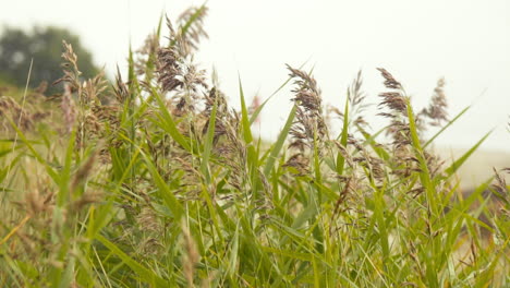 Dünengras-Im-Wind-An-Der-Ostsee-In-Zeitlupe