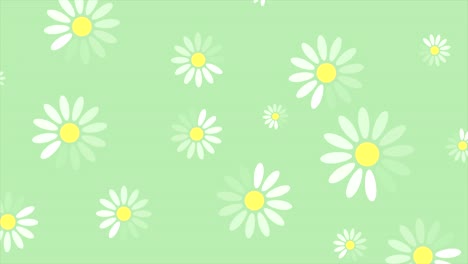 las flores de camomila de verano animación de video mínima