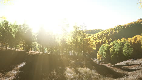 summer landscape in the mountains