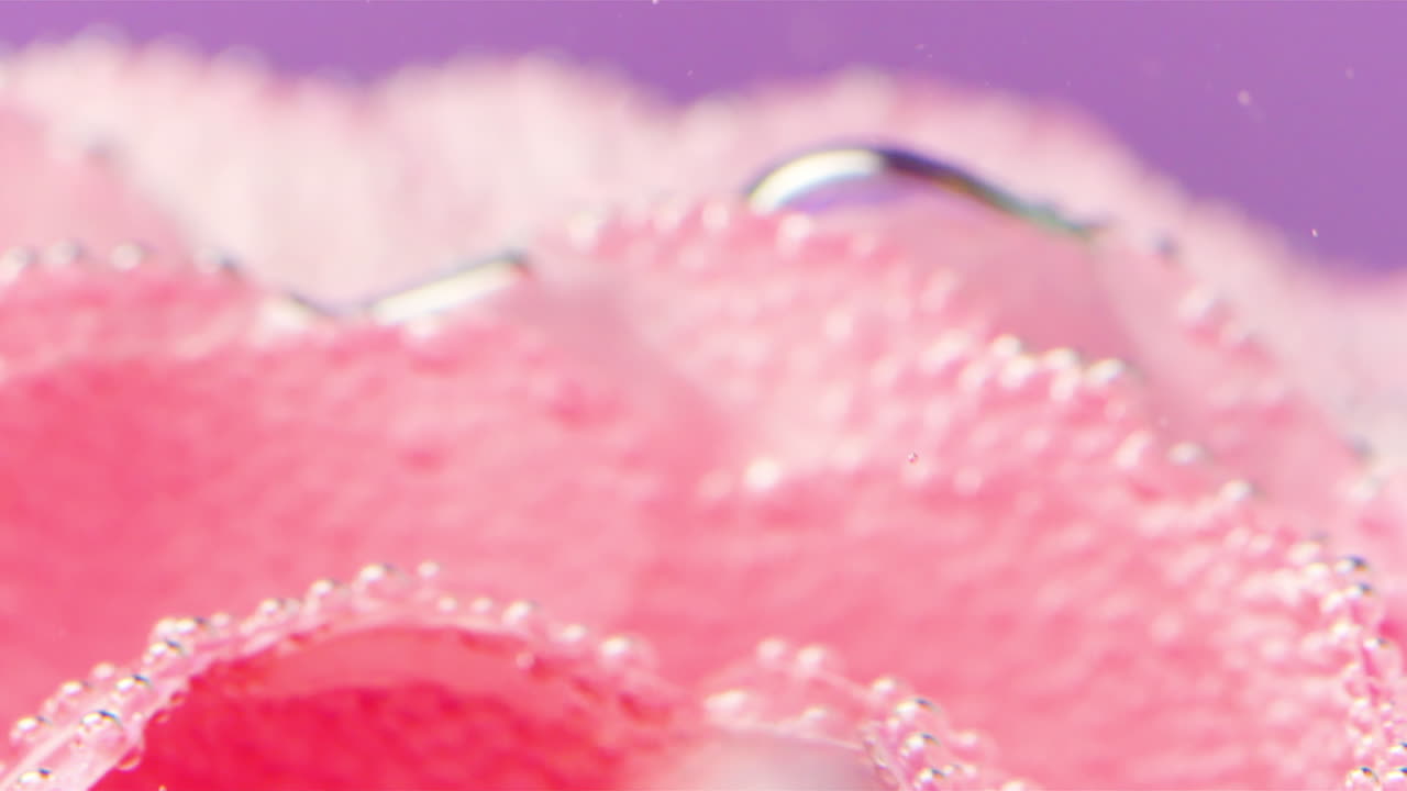 분홍색 장미 꽃잎과 거품